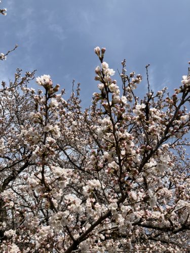 境内の桜の開花状況